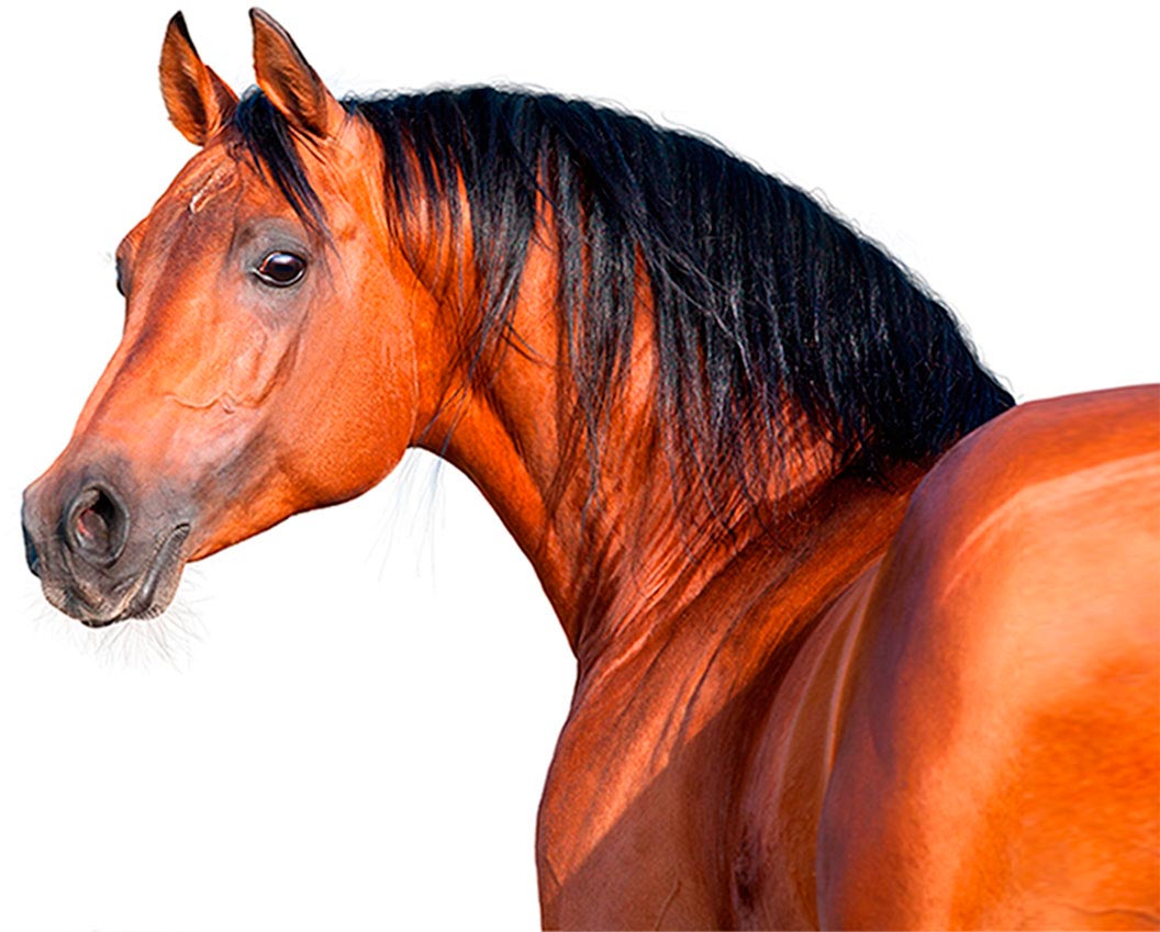 Caballo2.png